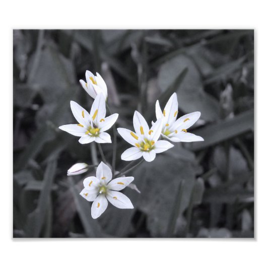 ミニ花のクラスタのマクロフォトBW/カラープリント フォトプリント            (正面)