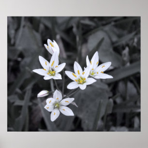 ミニ花のクラスタMacro Photo BW/Color ポスター