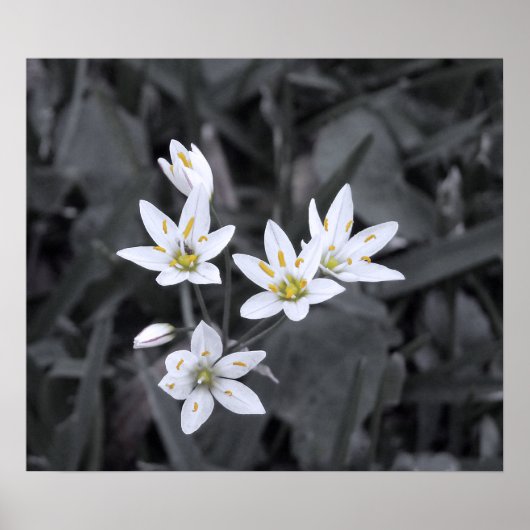 ミニ花のクラスタMacro Photo BW/Color ポスター (正面)