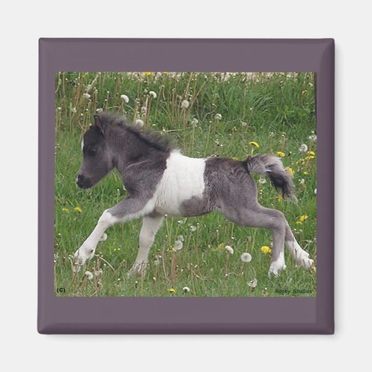 ミニ馬磁石 マグネット (正面)