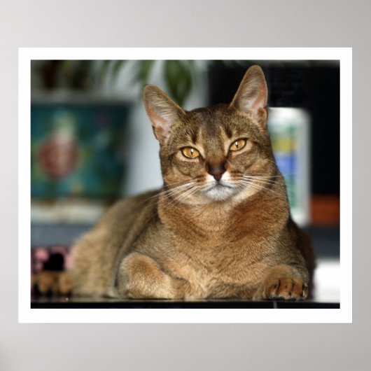 ミヌ – ミヌ ポスター (正面)