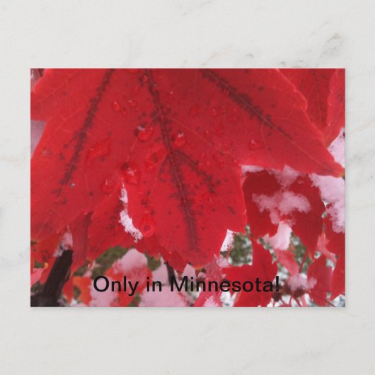 ミネソタからの挨拶 ポストカード (正面)