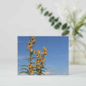 ミネソタのひまわり ポストカード (スタンド正面)
