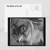 ミネソタのオオカミよ！ ポストカード (正面/裏面)