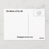 ミネソタのオオカミよ！ ポストカード (裏面)