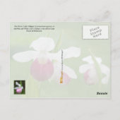 ミネソタ州花：華やかなレディーズスリッパ ポストカード (裏面)