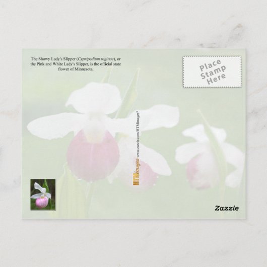 ミネソタ州花:華やかなレディーズスリッパ ポストカード (裏面)