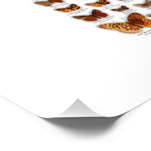 ミネソタ蝶 ポスター (コーナー)