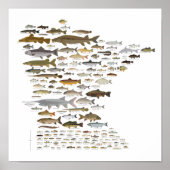 ミネソタ魚 ポスター (正面)