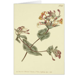 ミノルカハニーサックルイエローイラストレーション