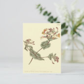 ミノルカハニーサックルイエローイラストレーション ポストカード (スタンド正面)