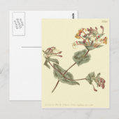 ミノルカハニーサックルイエローイラストレーション ポストカード (正面/裏面)