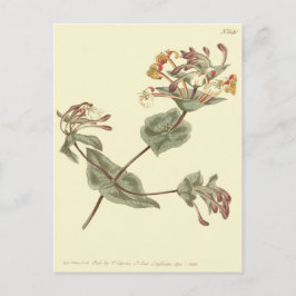 ミノルカハニーサックルイエローイラストレーション ポストカード