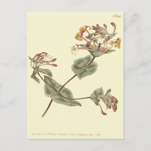 ミノルカハニーサックルイエローイラストレーション ポストカード (正面)