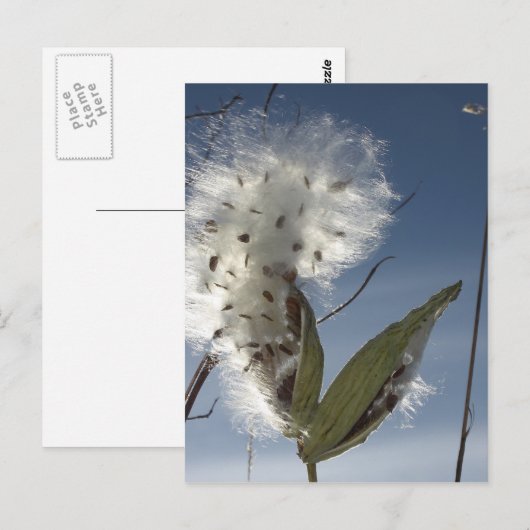 ミミズの種子と鞘 ポストカード (正面/裏面)