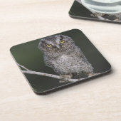 ミミズク科の鳥 Eastern Screech-Owl Megascops asio Otus 2 コースター (左側)