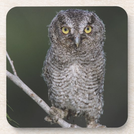ミミズク科の鳥 Eastern Screech-Owl Megascops asio Otus 2 コースター (正面)