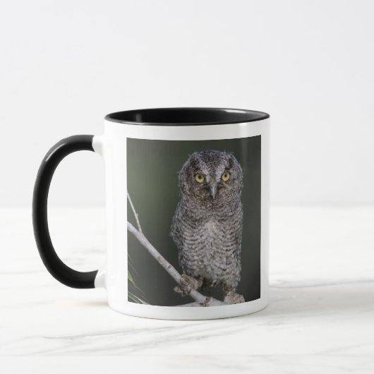 ミミズク科の鳥 Eastern Screech-Owl Megascops asio Otus 2 マグカップ (左)