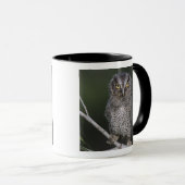 ミミズク科の鳥 Eastern Screech-Owl Megascops asio Otus 2 マグカップ (正面右)