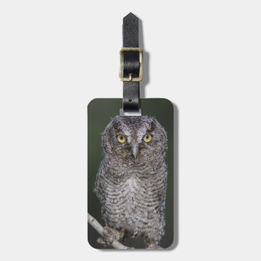 ミミズク科 Megascops asio Otus 2 ラゲッジタグ (正面縦)