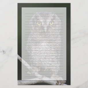 ミミズク科 Megascops asio Otus 2 便箋