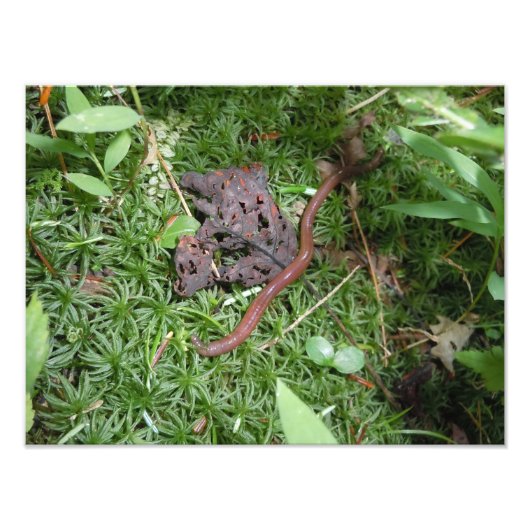 ミミミズ フォトプリント            (正面)