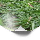 ミミミズ フォトプリント            (角)