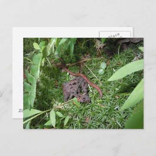 ミミミズ ポストカード (正面/裏面)