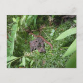 ミミミズ ポストカード (正面)