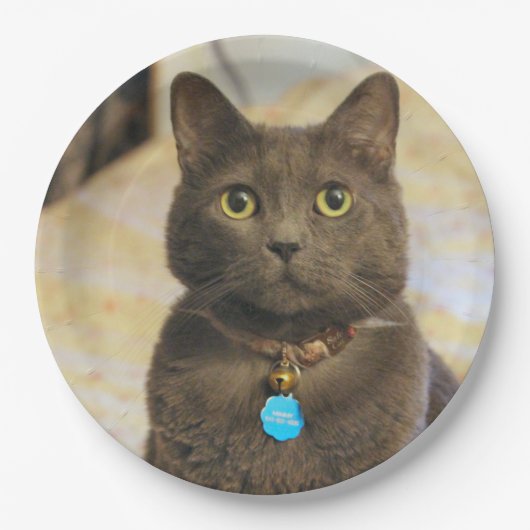 ミムス ペーパープレート (正面)