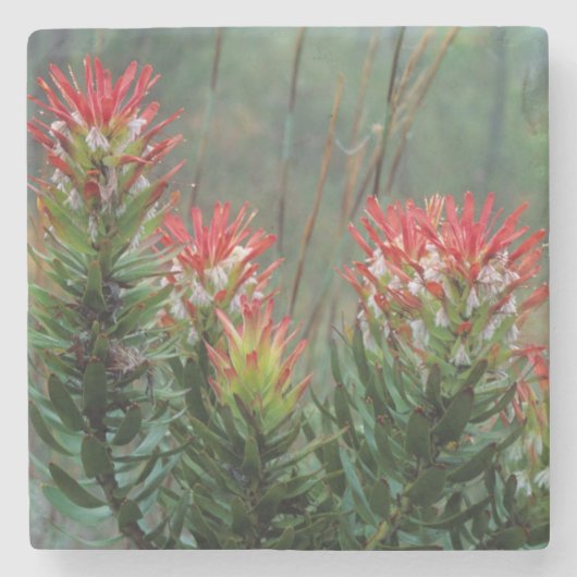 ミメテス（ククラツス） ストーンコースター (正面)