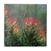 ミメテス（ククラツス） タイル (正面)