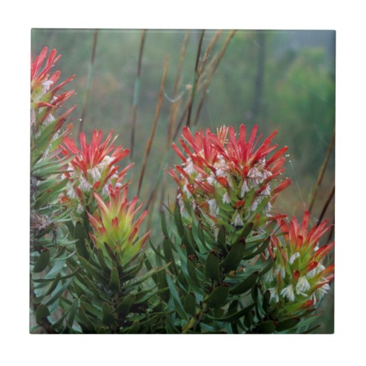 ミメテス(ククラツス) タイル (正面)