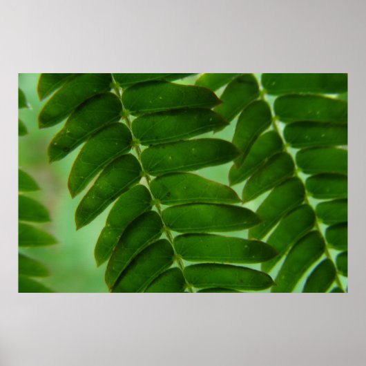 ミモサの秘密 ポスター (正面)