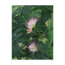 ミモサツリーブロッサム