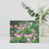 ミモサツリー ポストカード (スタンド正面)