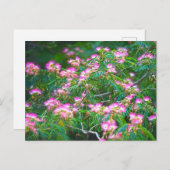 ミモサツリー ポストカード (正面/裏面)