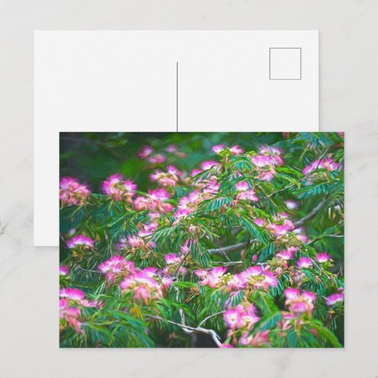 ミモサツリー ポストカード (正面/裏面)