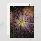 ミモサ花はがき ポストカード (正面/裏面)