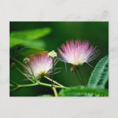 ミモサ鮮やかフラワー ポストカード (正面)