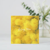 ミモサ。黄色の春の花 (スタンド正面)