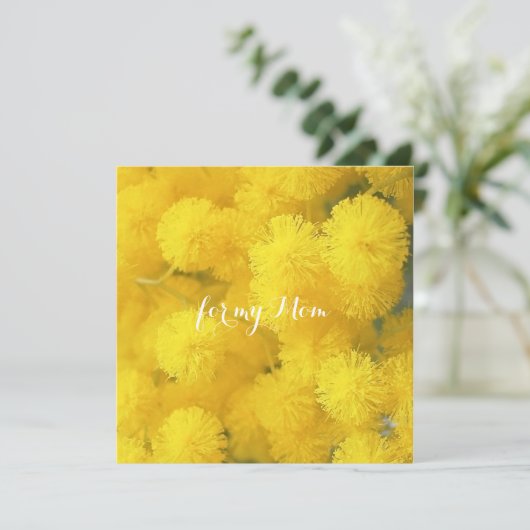 ミモサ。黄色の春の花 (スタンド正面)