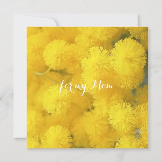 ミモサ。黄色の春の花 (正面)