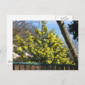 ミモザの木 ポストカード (正面/裏面)