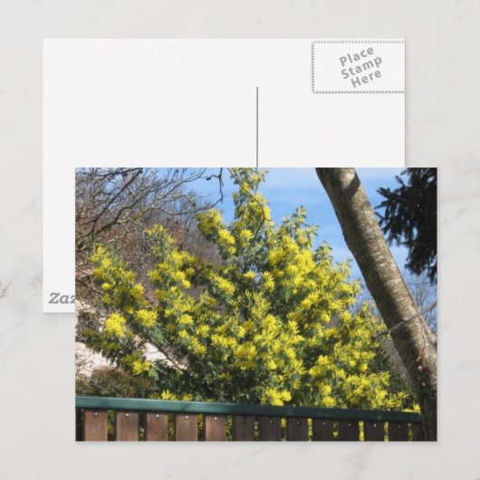 ミモザの木 ポストカード (正面/裏面)