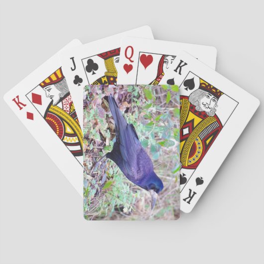 ミヤマガラスのトランプ トランプ (裏面)