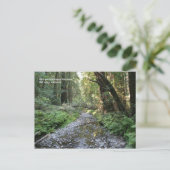 ミュアウッズのポストカード ポストカード (スタンド正面)