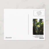 ミュアウッズのポストカード ポストカード (裏面)