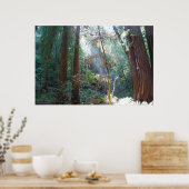 ミュアウッズカリフォルニア ポスター (キッチン)