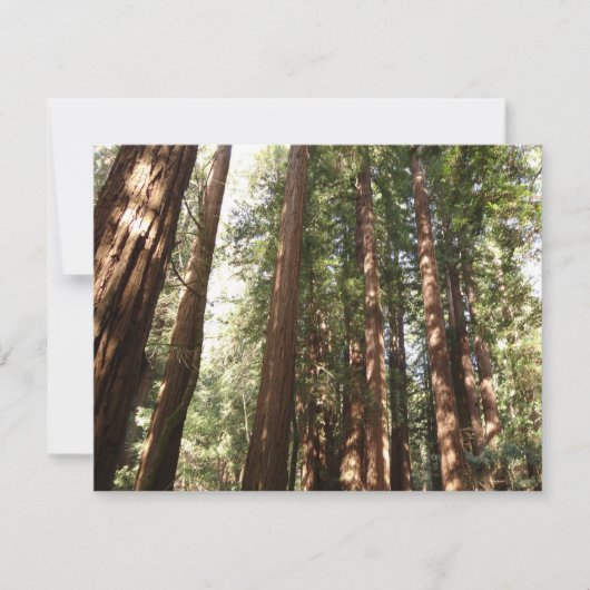 ミュアウッズ国定記念碑でレッドウッズII (正面)